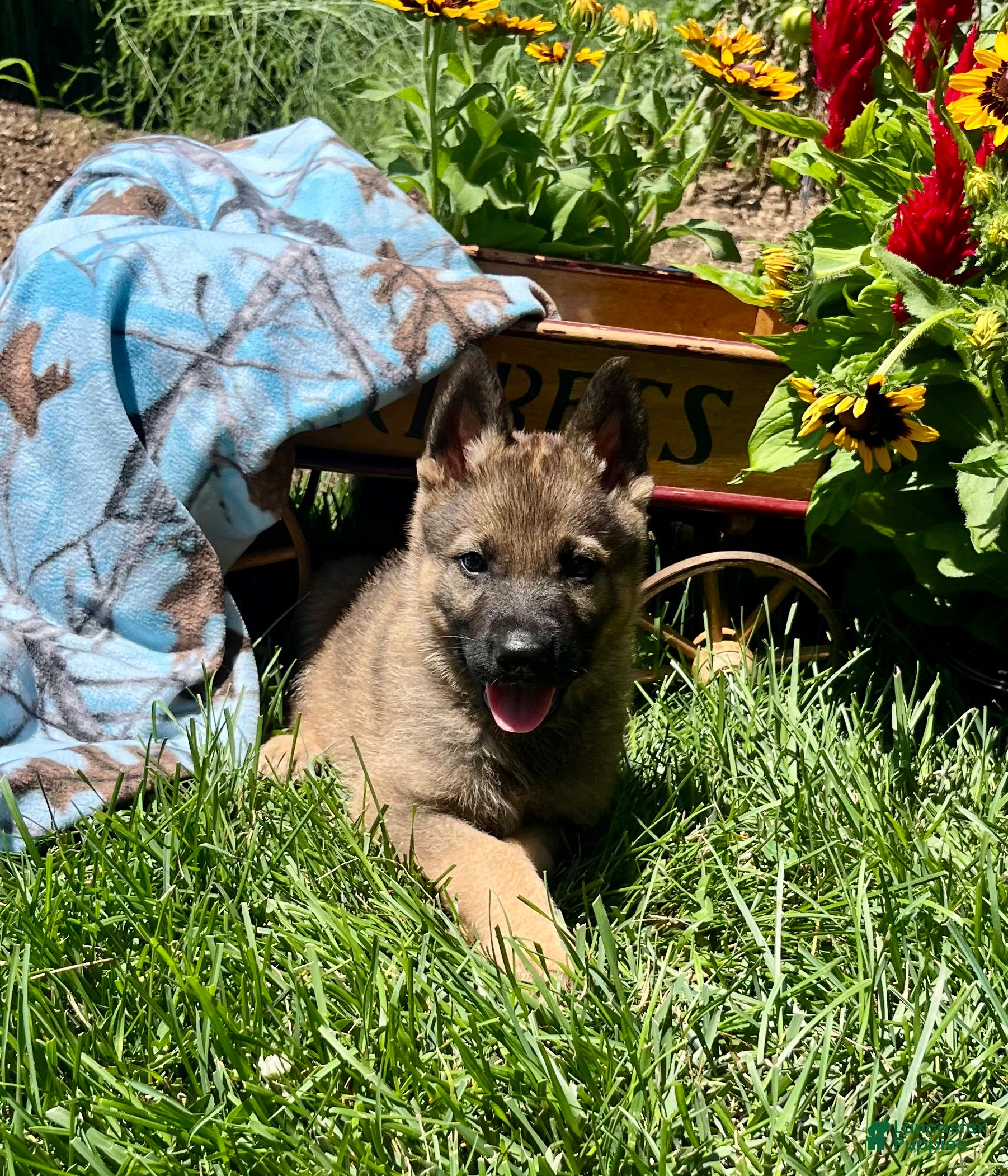German Shepherd dogs Otto❤️AKC Working Lines🐾Call today - Ad 2