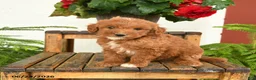 Mini Goldendoodle dogs for sale: Huck - Ad 3