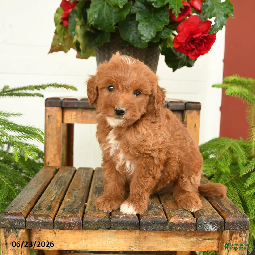 Mini Goldendoodle dogs for sale: Huck - Ad 3