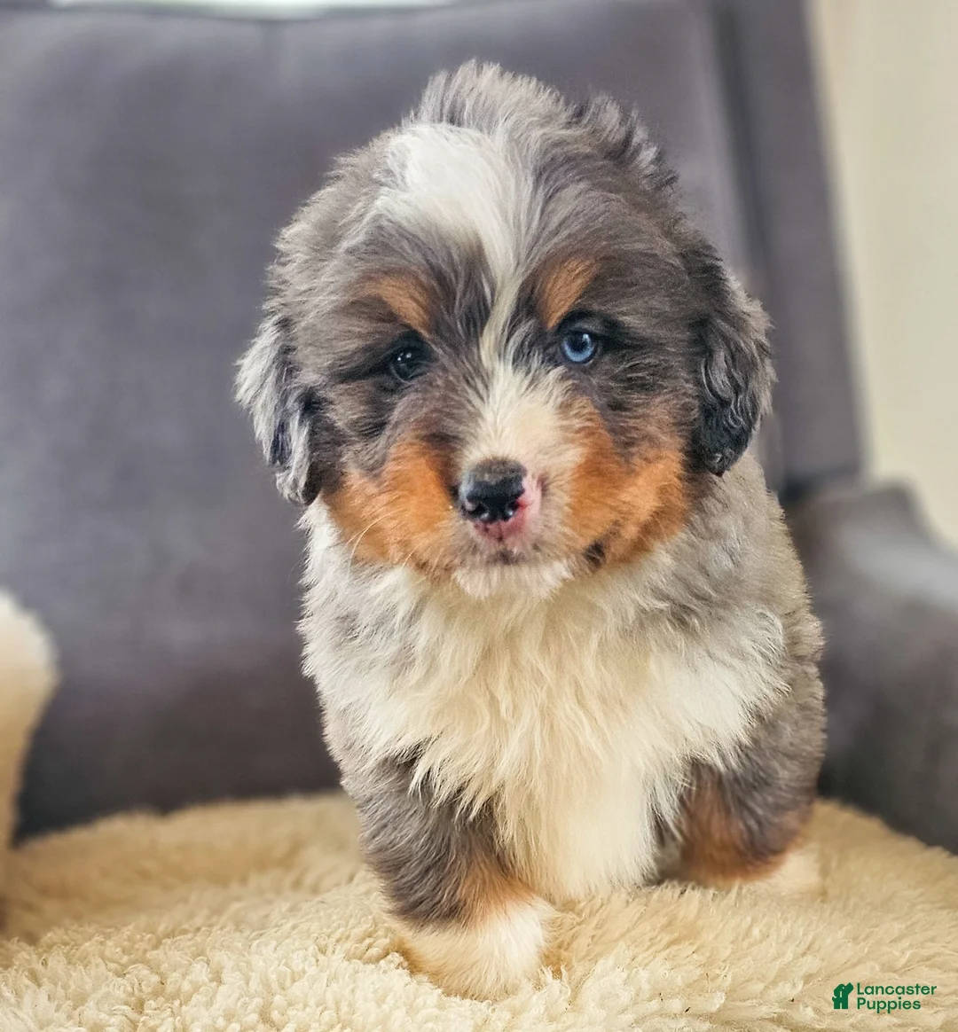 Bernedoodle dogs for sale: Cash - Ad 7