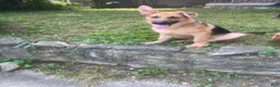 German Shepherd dogs for sale: Frack - Ad 4
