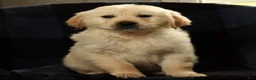 Golden Retriever dogs for sale: Simon - Ad 6