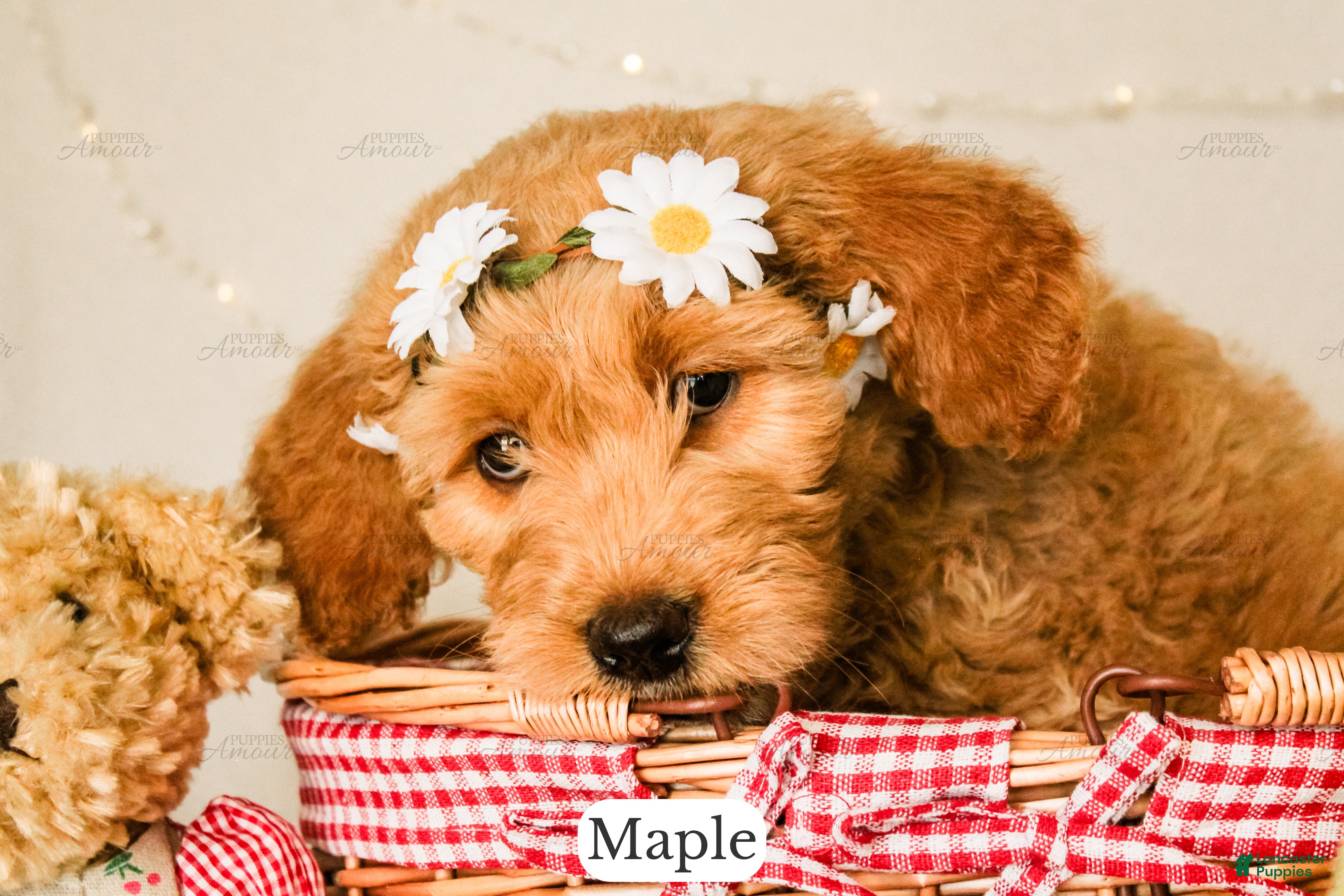 Goldendoodle dogs Maple - Ad 2