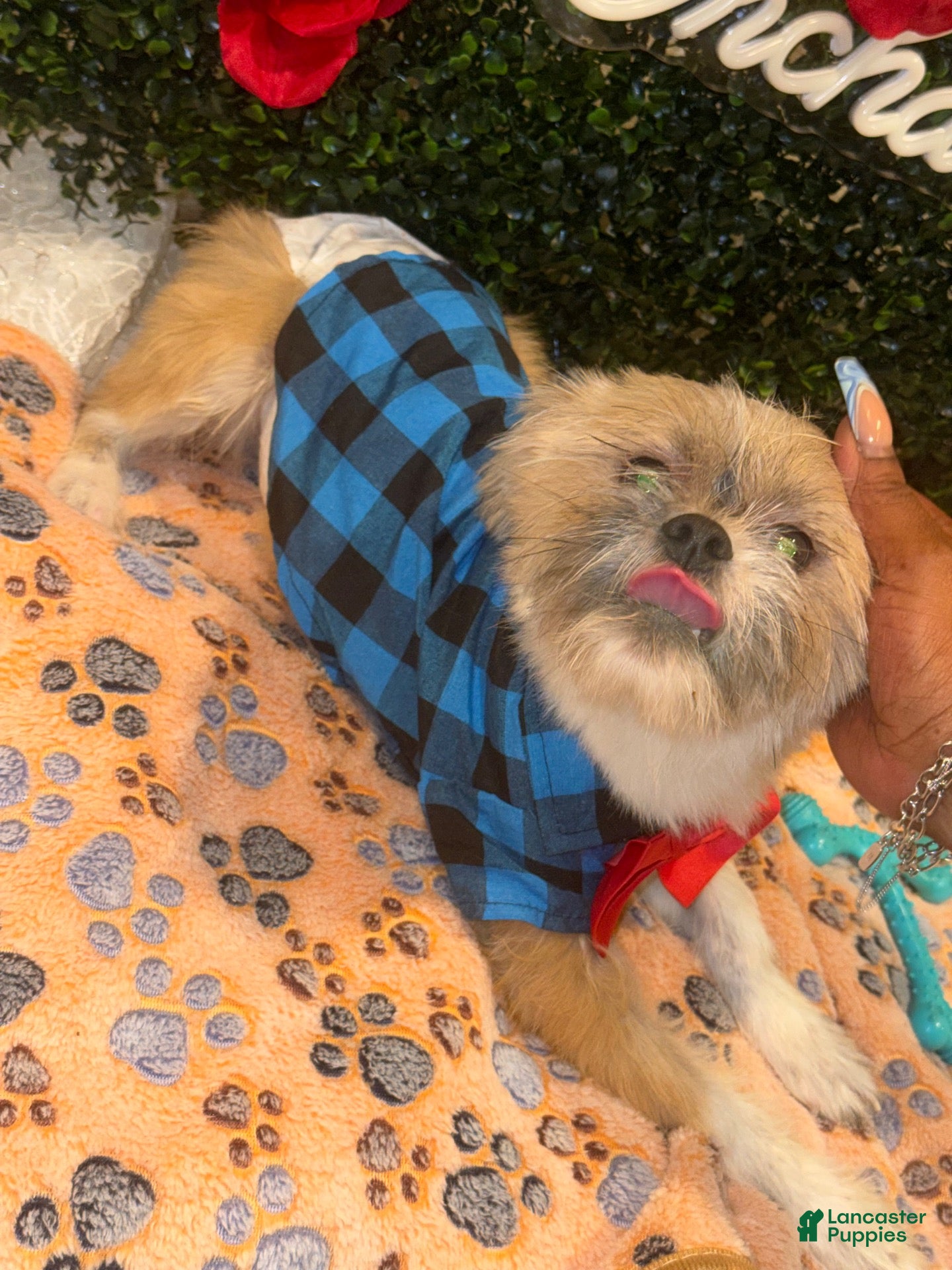 Shih Tzu dogs Shih Tzu 1 - Ad 1