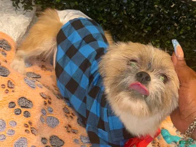 Shih Tzu dogs for sale: Shih Tzu 1 - Ad 1