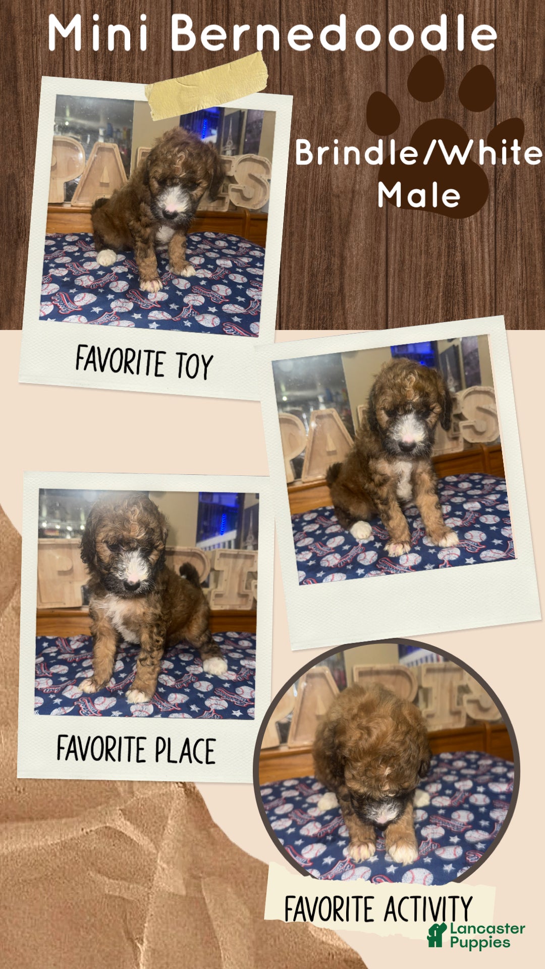 Mini Bernedoodle dogs for sale: Mini Bernedoodle 1 - Ad 1