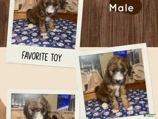 Mini Bernedoodle dogs Mini Bernedoodle 1 - Ad 16