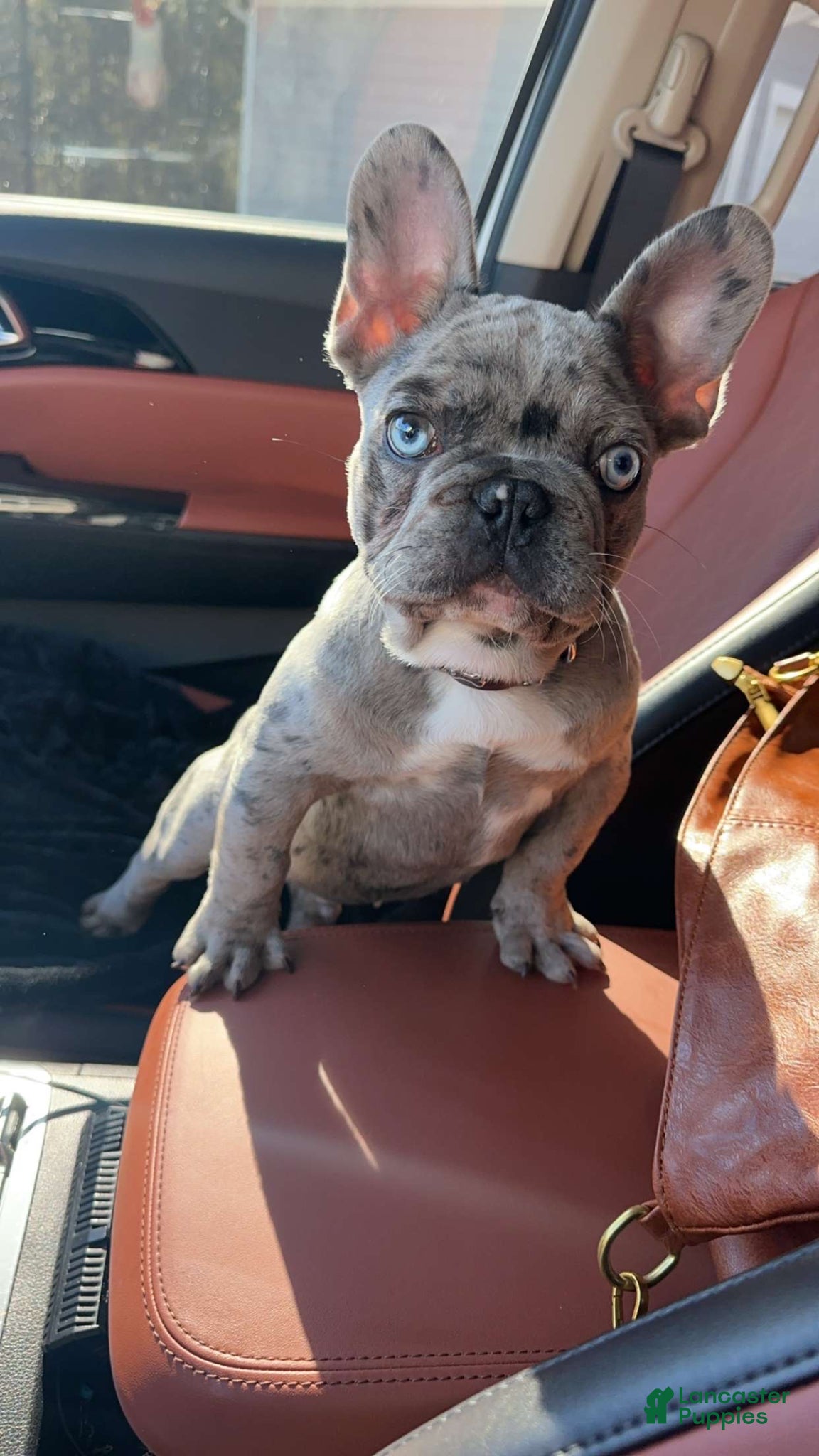 French Bulldog dogs for sale: Duke - Ad 4