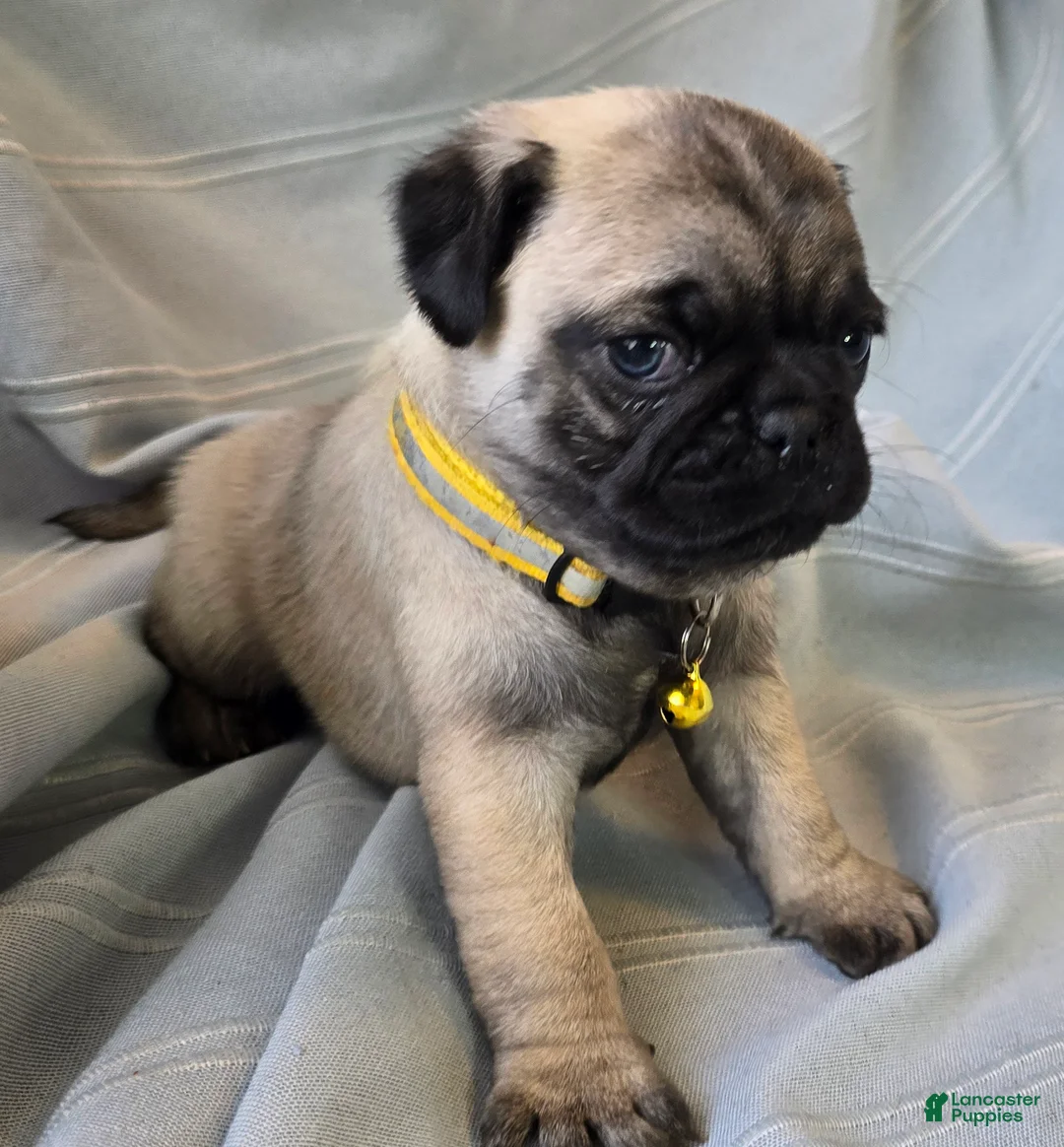 Pug dogs for sale: Daniel - Ad 1
