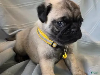 Pug dogs Daniel - Ad 6