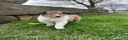 Collie dogs for sale: Pebbles - Ad 3