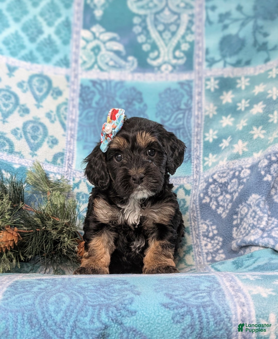Cockapoo dogs for sale: Chantell Hypoallergenic - Ad 2