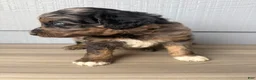 Aussiedoodle dogs for sale: Belfrey - Ad 5