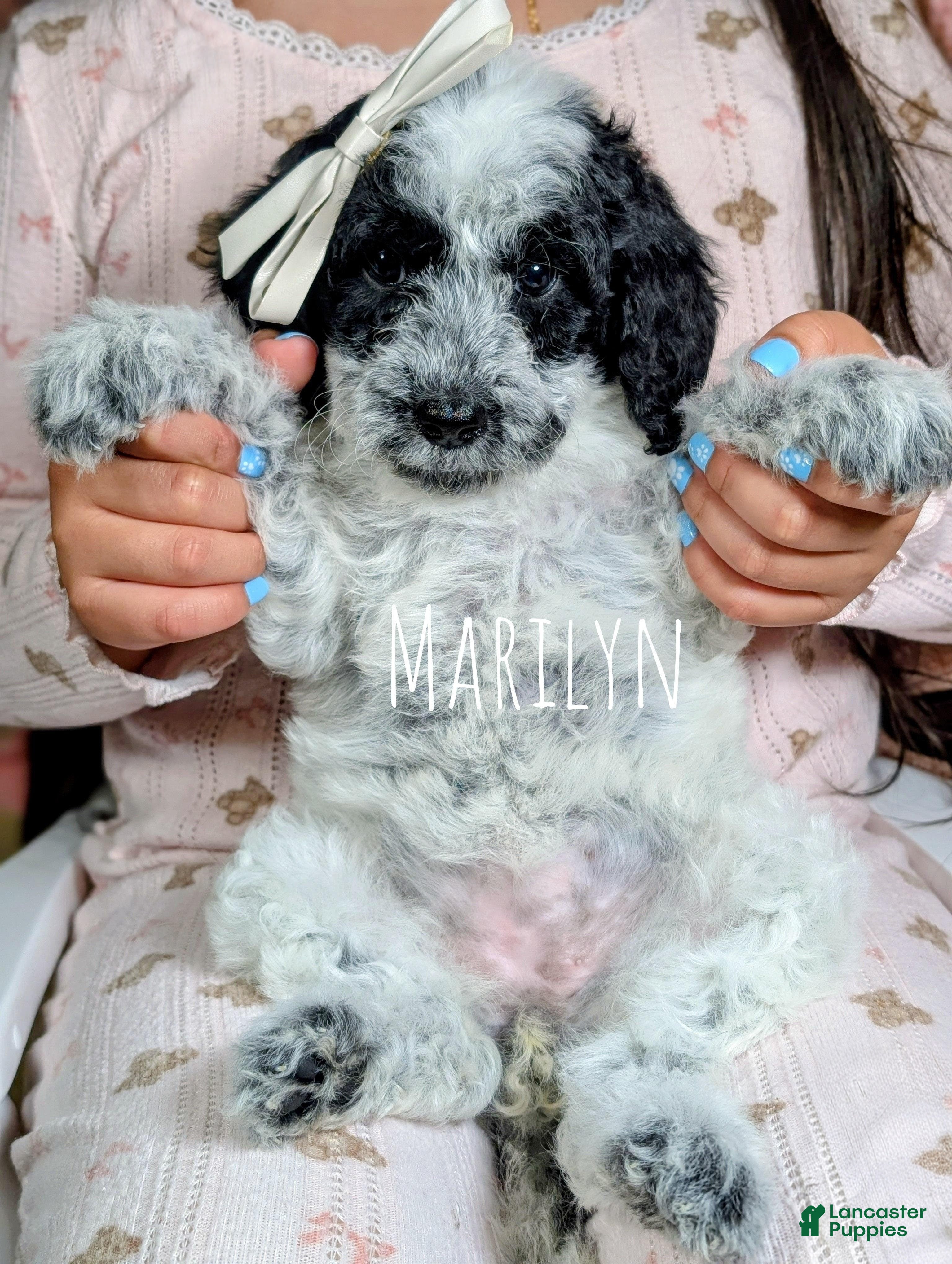 Mixed Breed dogs MARILYN  - Ad 1