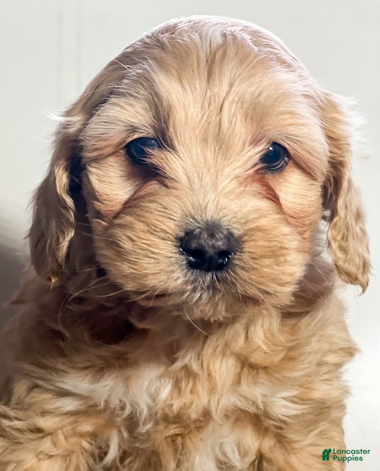 Cockapoo dogs Trix - Ad 21