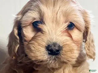 Cockapoo dogs Trix - Ad 42