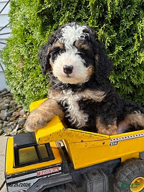 Bernedoodle dogs Asher - Ad 1