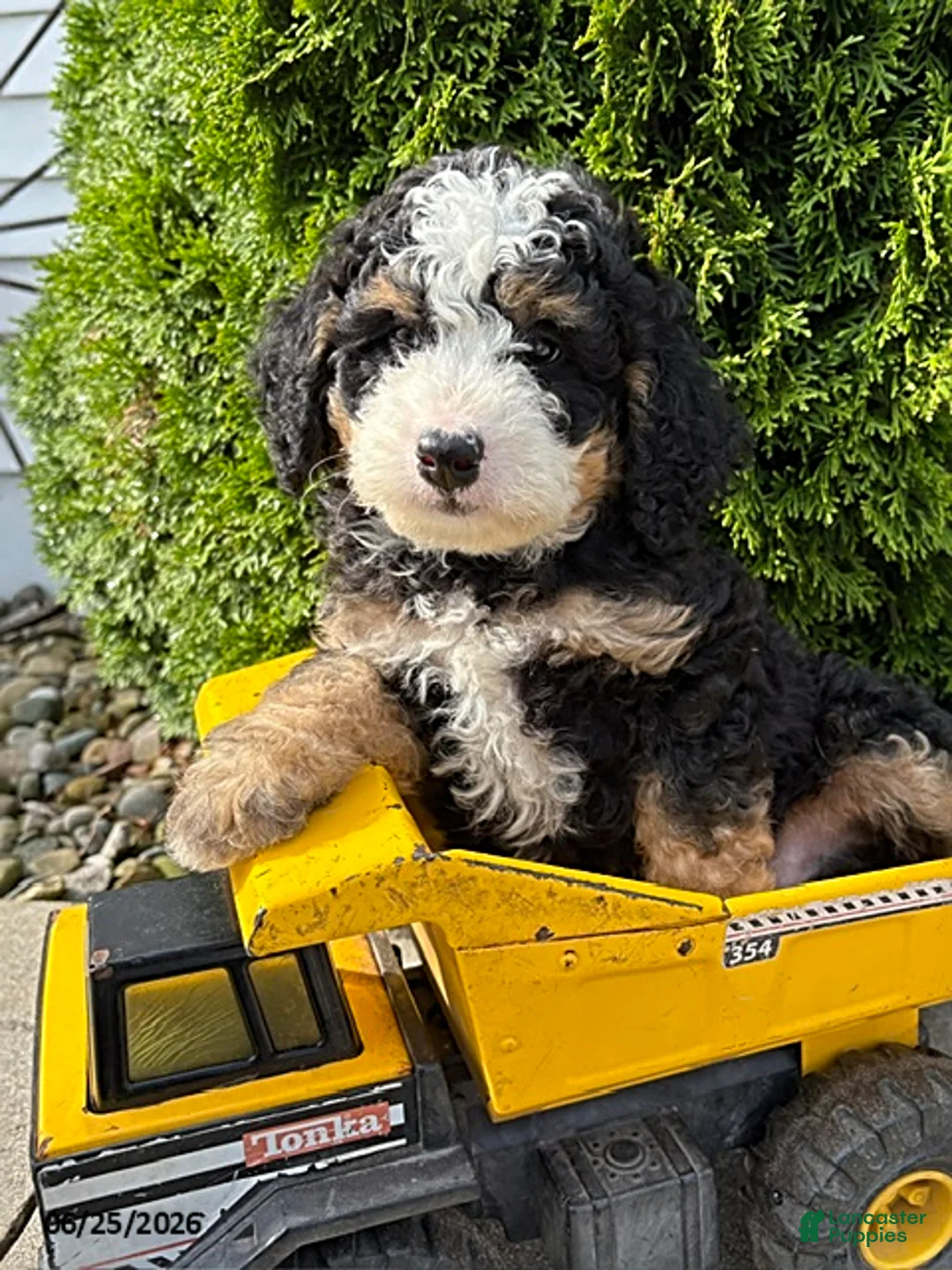 Bernedoodle dogs for sale: Asher - Ad 1
