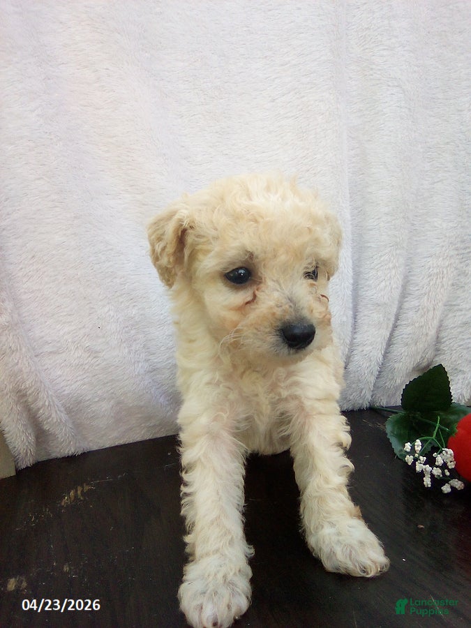 Toy Poodle dogs Emma - Ad 2