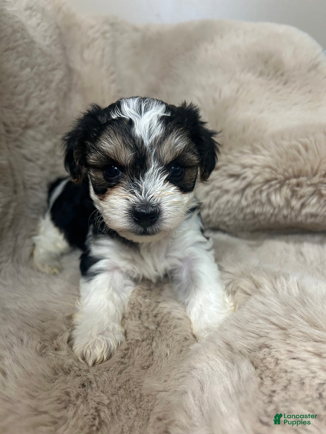 Morkie dogs for sale: Rafael  - Ad 2