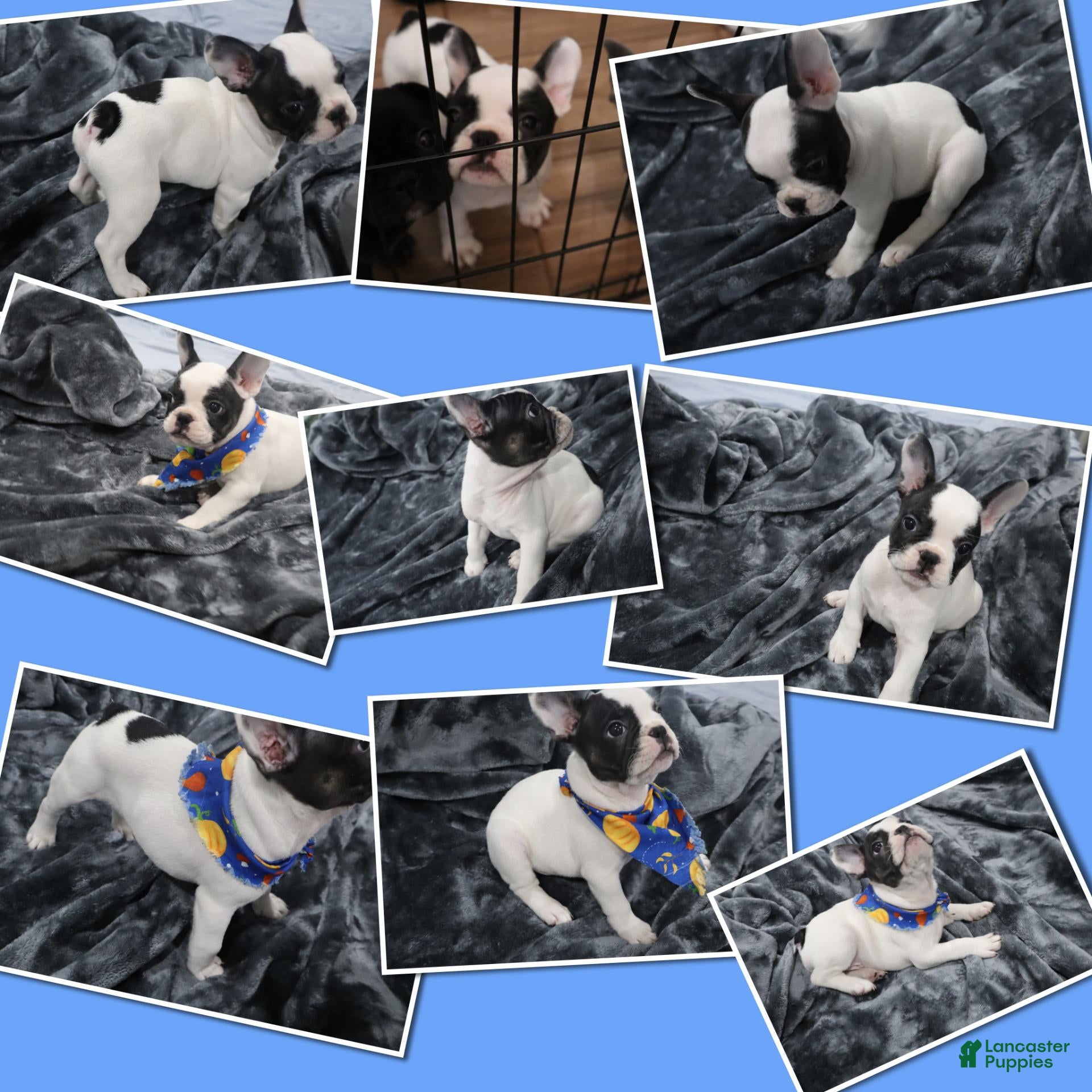 French Bulldog dogs Spot - Ad 39