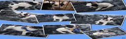 French Bulldog dogs for sale: Spot - Ad 1