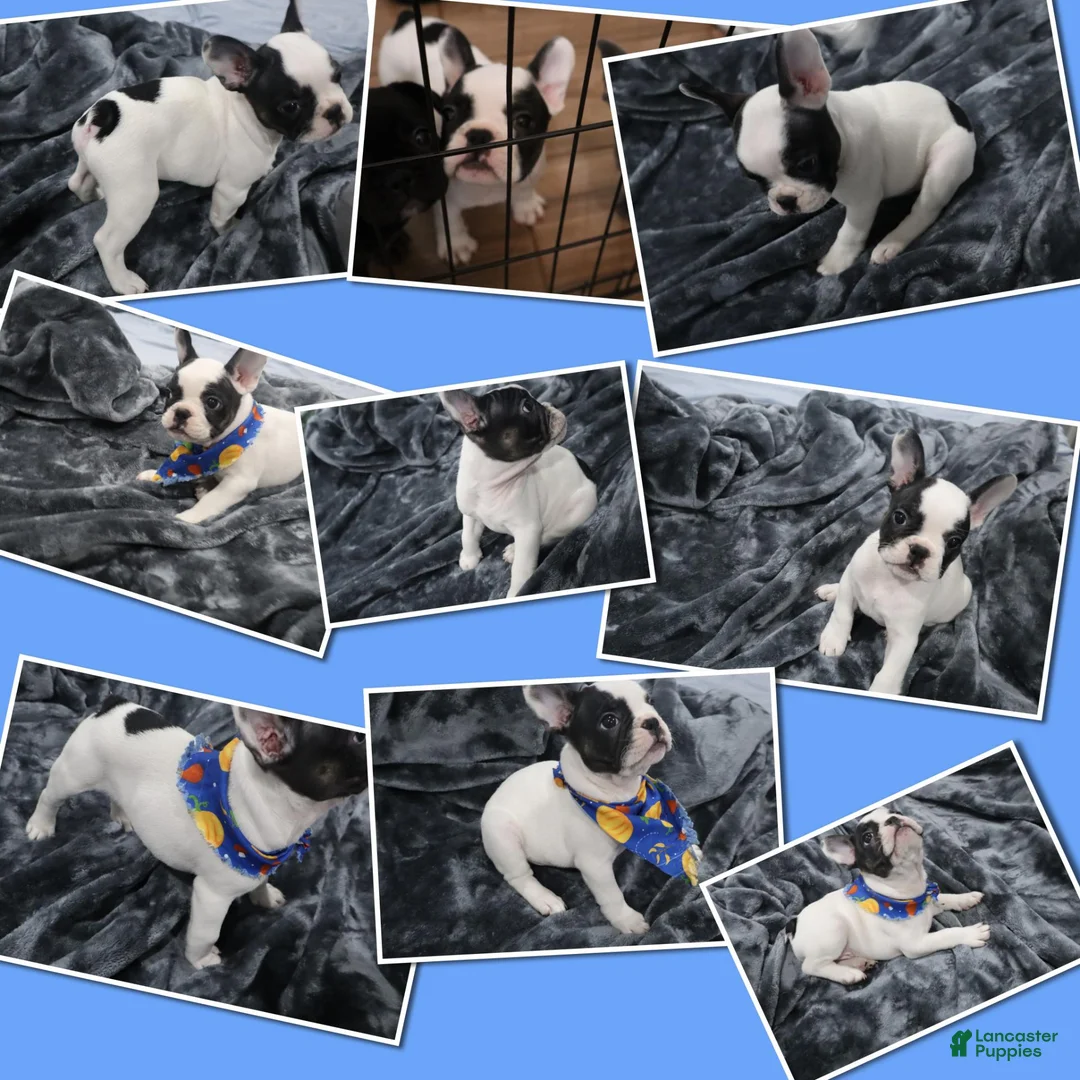 French Bulldog dogs for sale: Spot - Ad 1