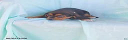 Beaglier dogs for sale: Haley  - Ad 3