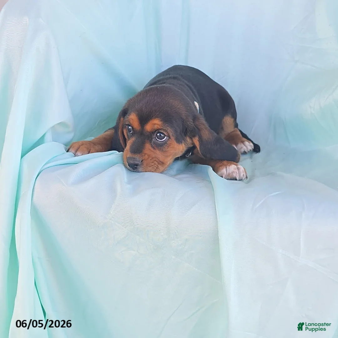 Beaglier dogs for sale: Haley  - Ad 3