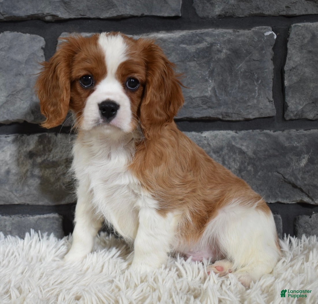 Cavalier King Charles Spaniel dogs Rocky - Ad 10