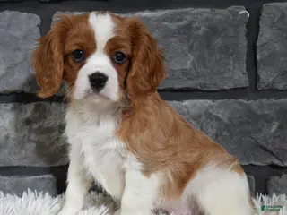Cavalier King Charles Spaniel dogs Rocky - Ad 10