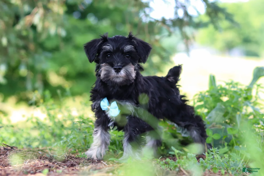 Miniature Schnauzer dogs for sale: Hunter - Ad 2
