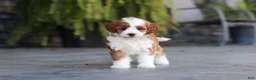Cavapoo dogs for sale: Pumpkin - Ad 9