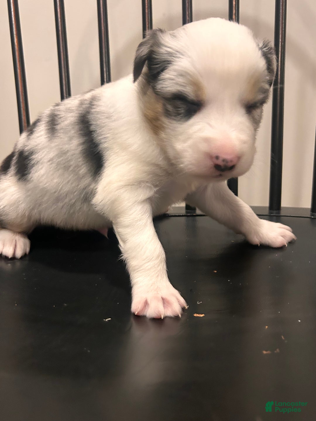 Australian Shepherd dogs for sale: Bluey  - Ad 5