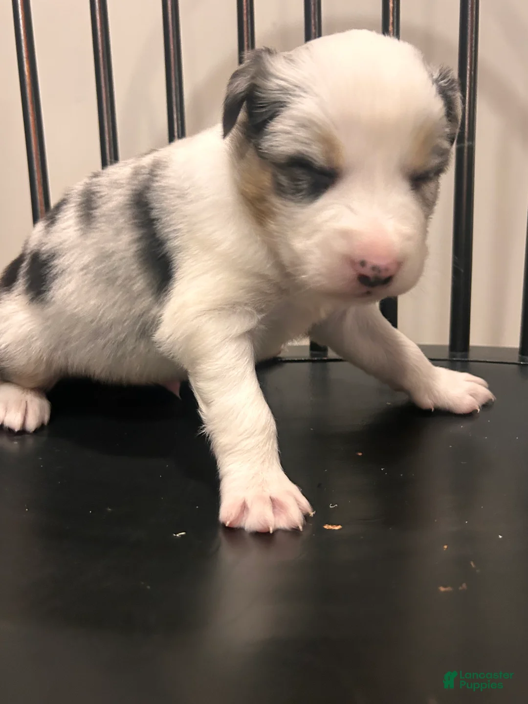Australian Shepherd dogs for sale: Bluey  - Ad 5