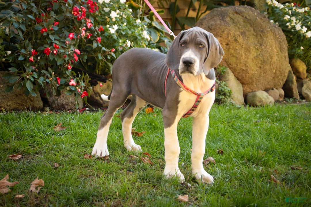 Great Dane dogs for sale: Celestia Great Dane  - Ad 1
