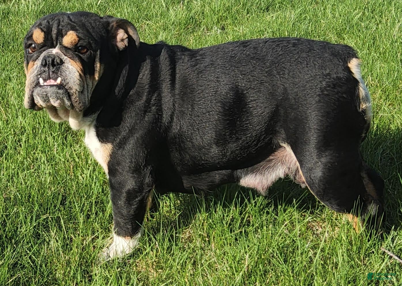 English Bulldog dogs Pete English Bulldog Puppy  - Ad 2