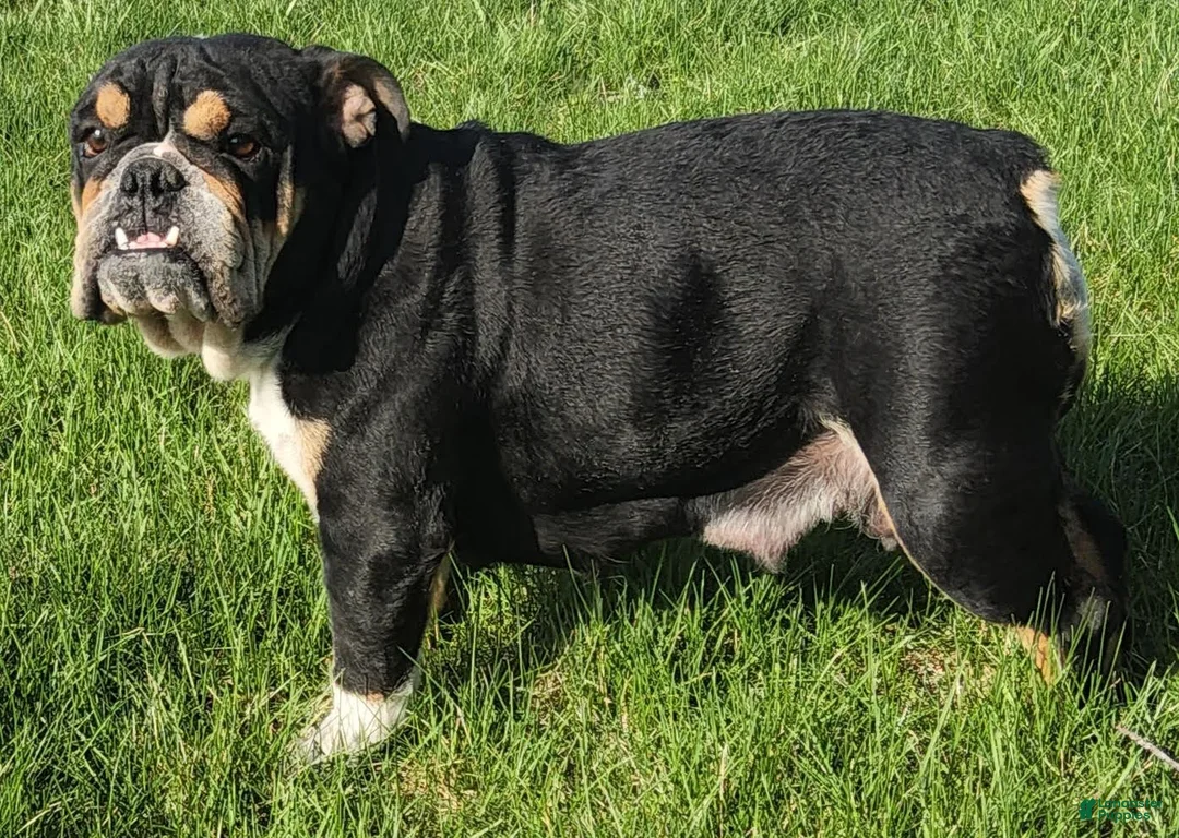 English Bulldog dogs for sale: Pete English Bulldog Puppy  - Ad 2