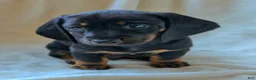 Miniature Dachshund dogs for sale: Daniel - Ad 1
