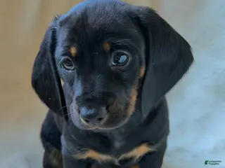 Miniature Dachshund dogs for sale: Daniel - Ad 2