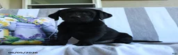 Labrador Retriever dogs for sale: Haley - Ad 3