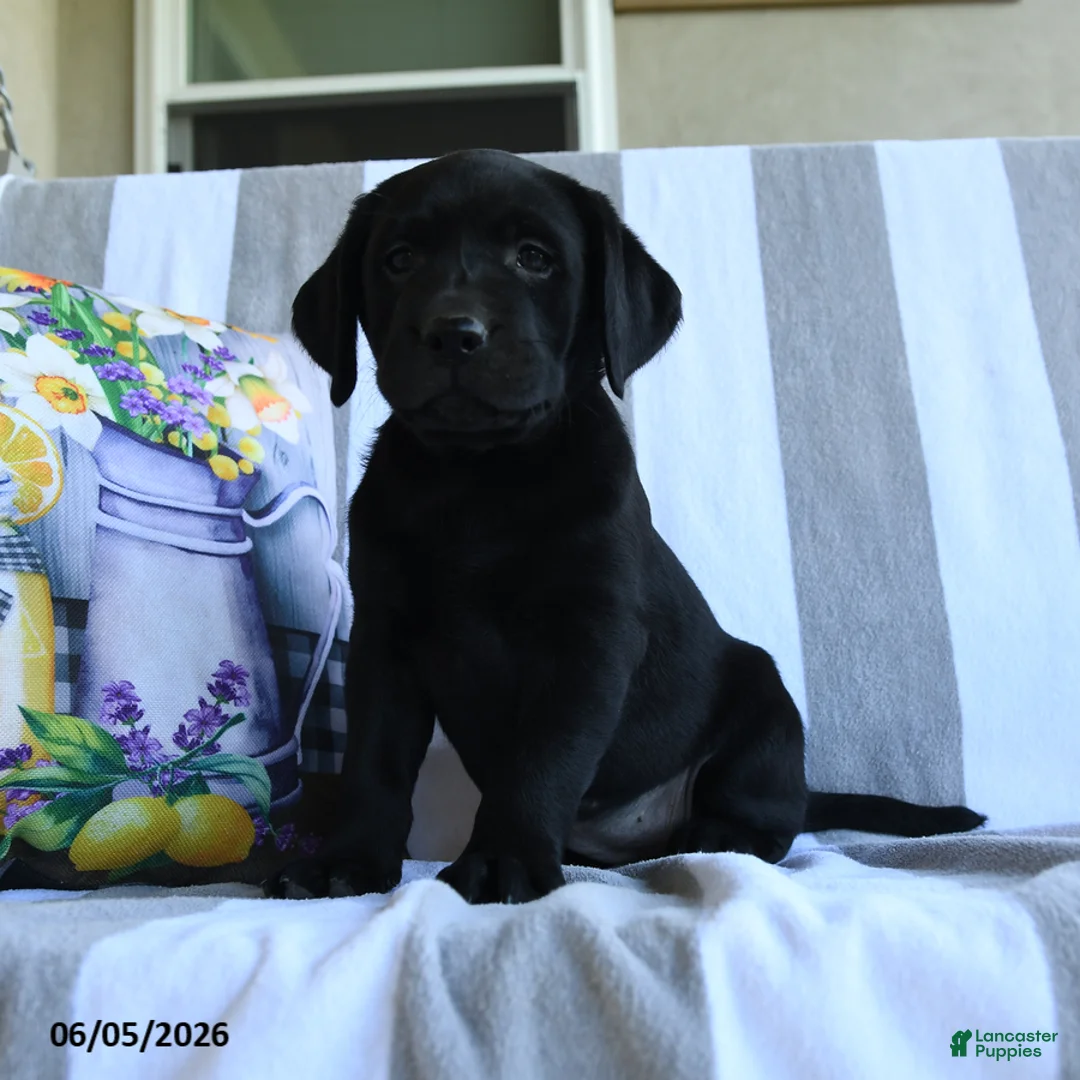 Labrador Retriever dogs for sale: Haley - Ad 3