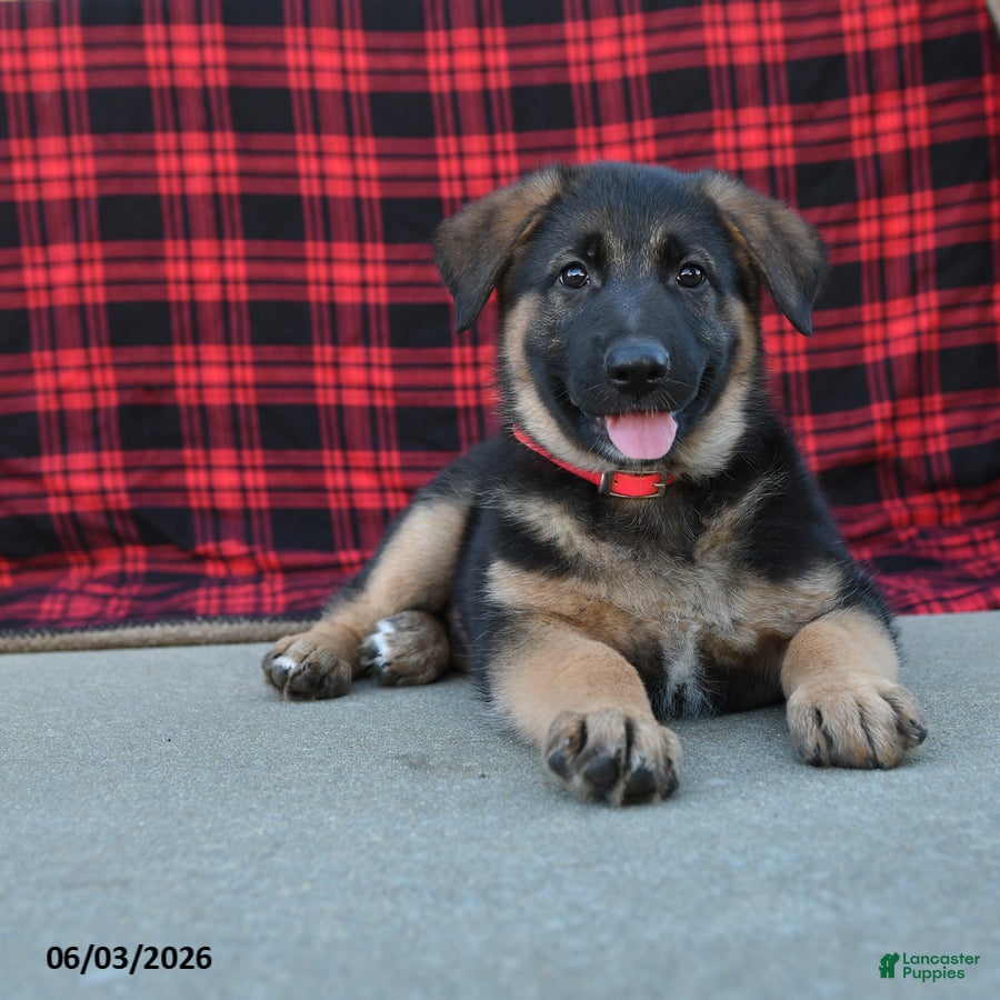 Mixed Breed dogs Robin  - Ad 1