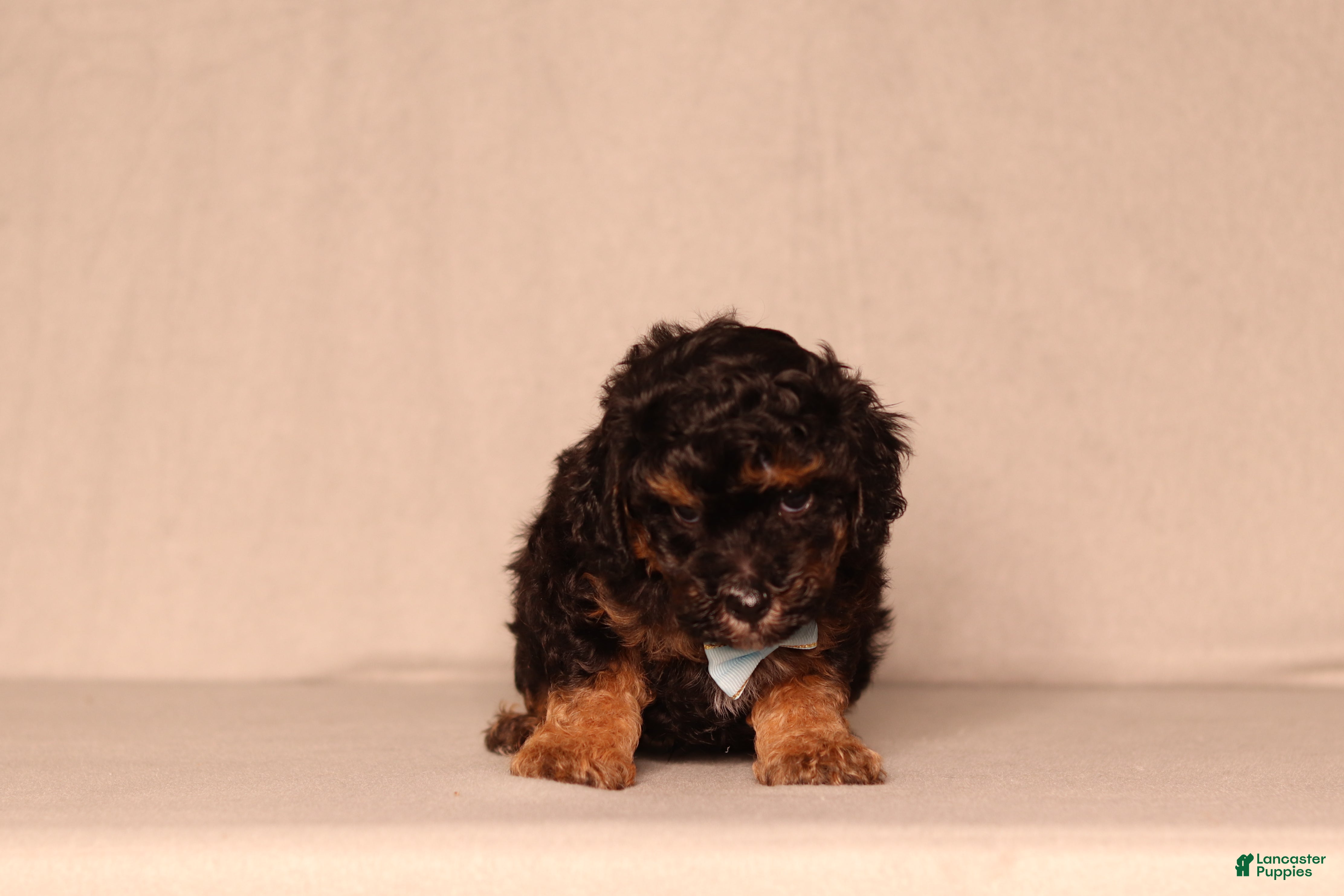 Miniature Poodle dogs Diesel - Ad 2