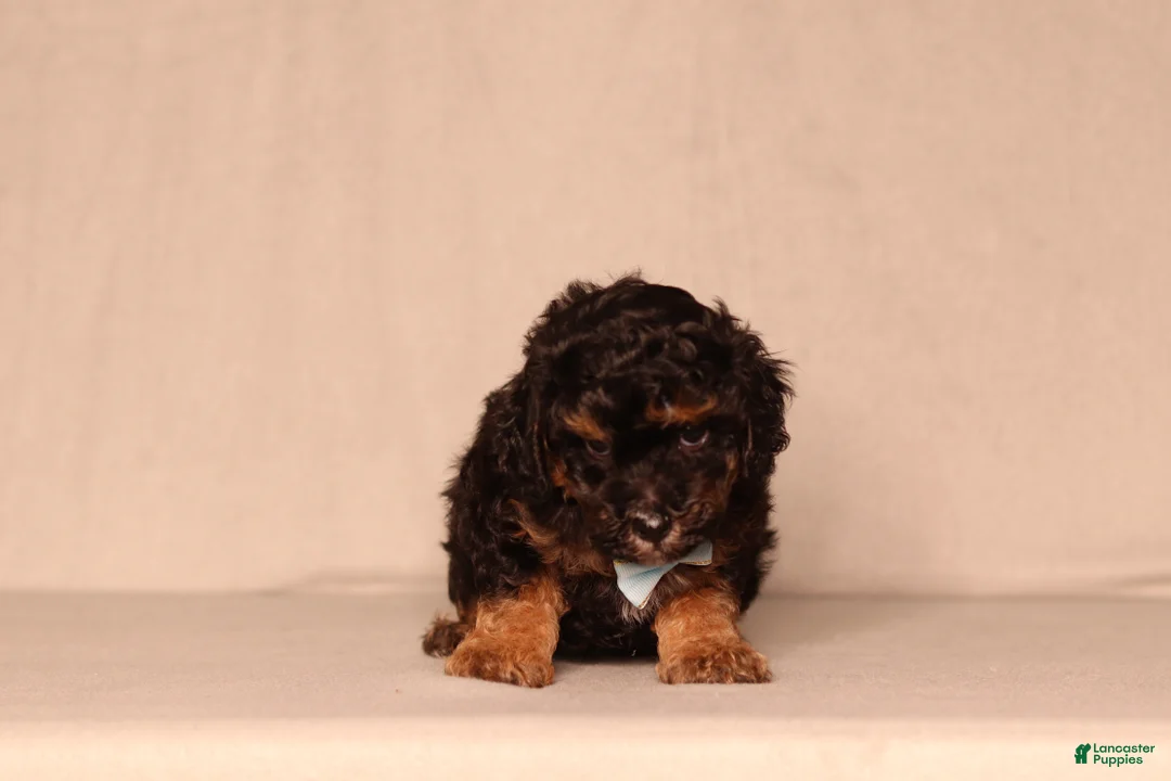 Miniature Poodle dogs for sale: Diesel - Ad 2