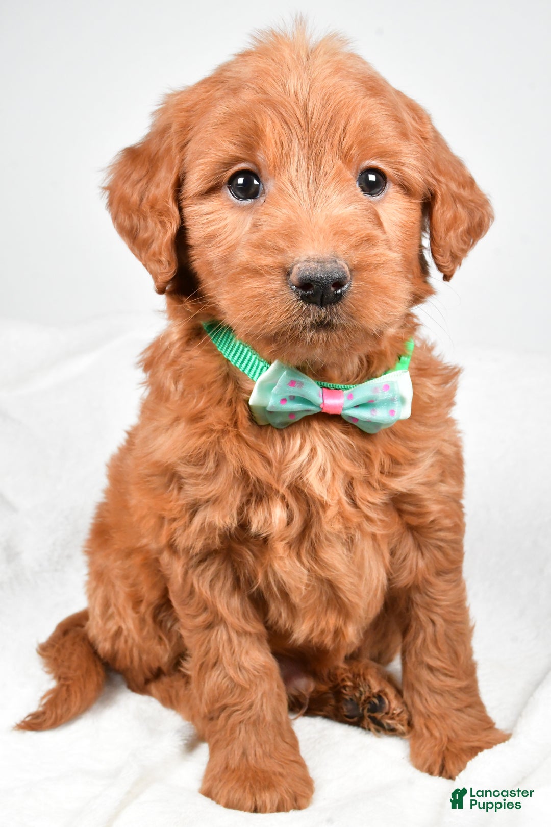 Mini Goldendoodle dogs for sale: Brady - Ad 2
