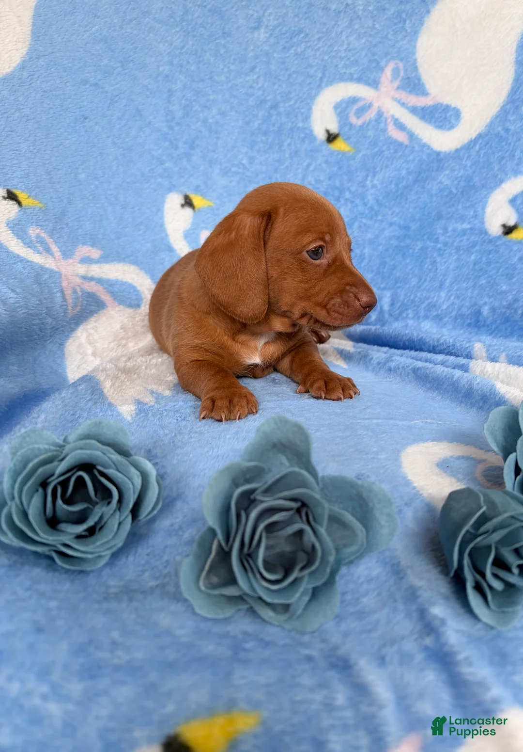 Miniature Dachshund dogs for sale: Miniature Dachshund 2- Red - Ad 2
