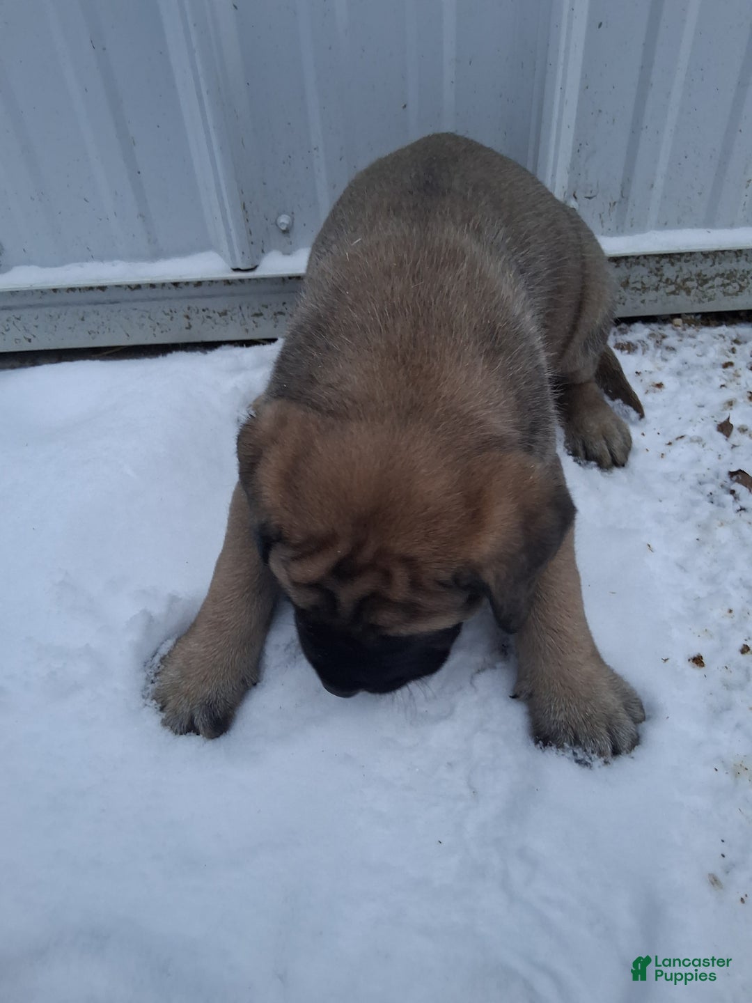 English Mastiff dogs for sale: Nina - Ad 2
