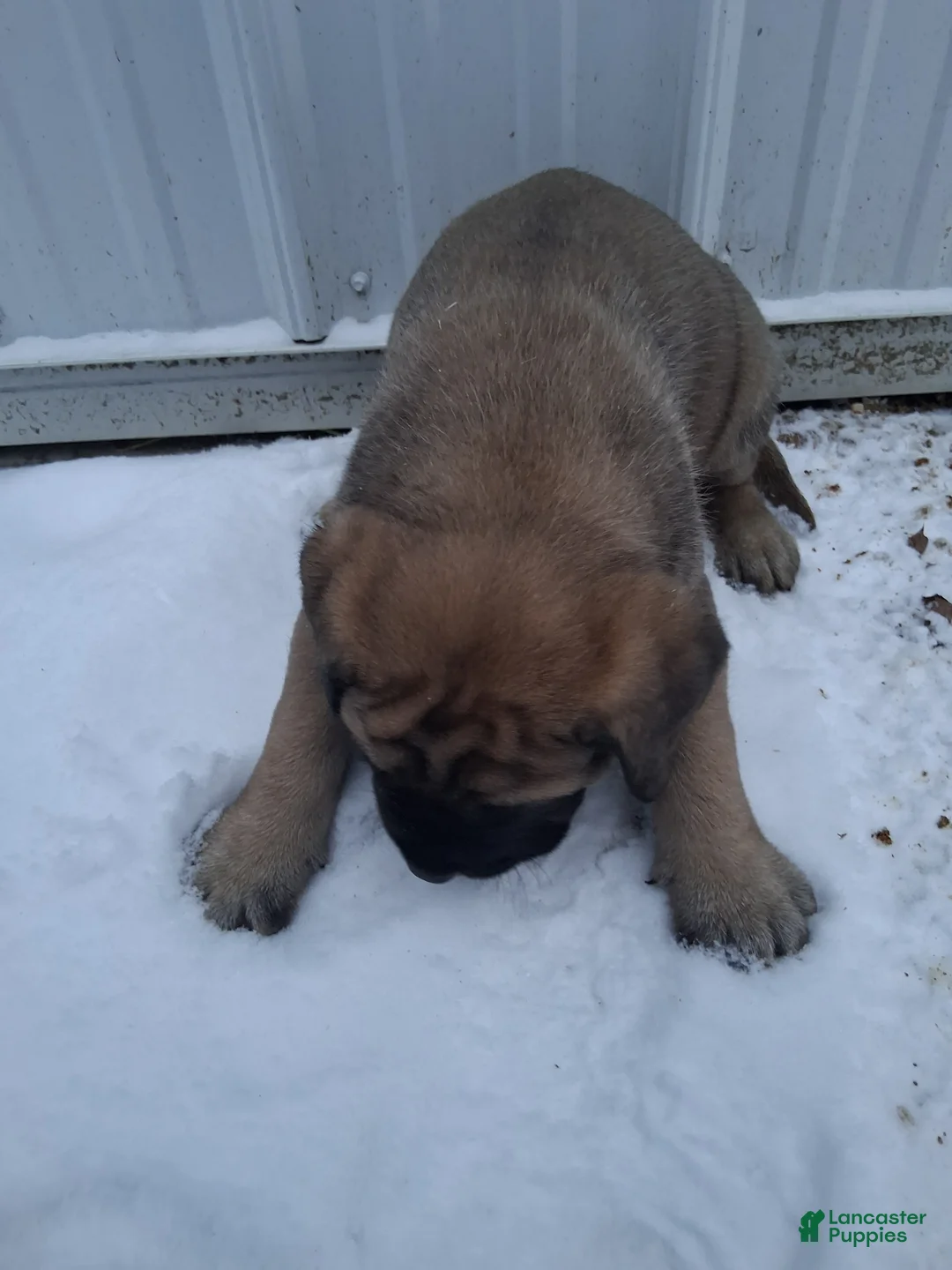 English Mastiff dogs for sale: Nina - Ad 2