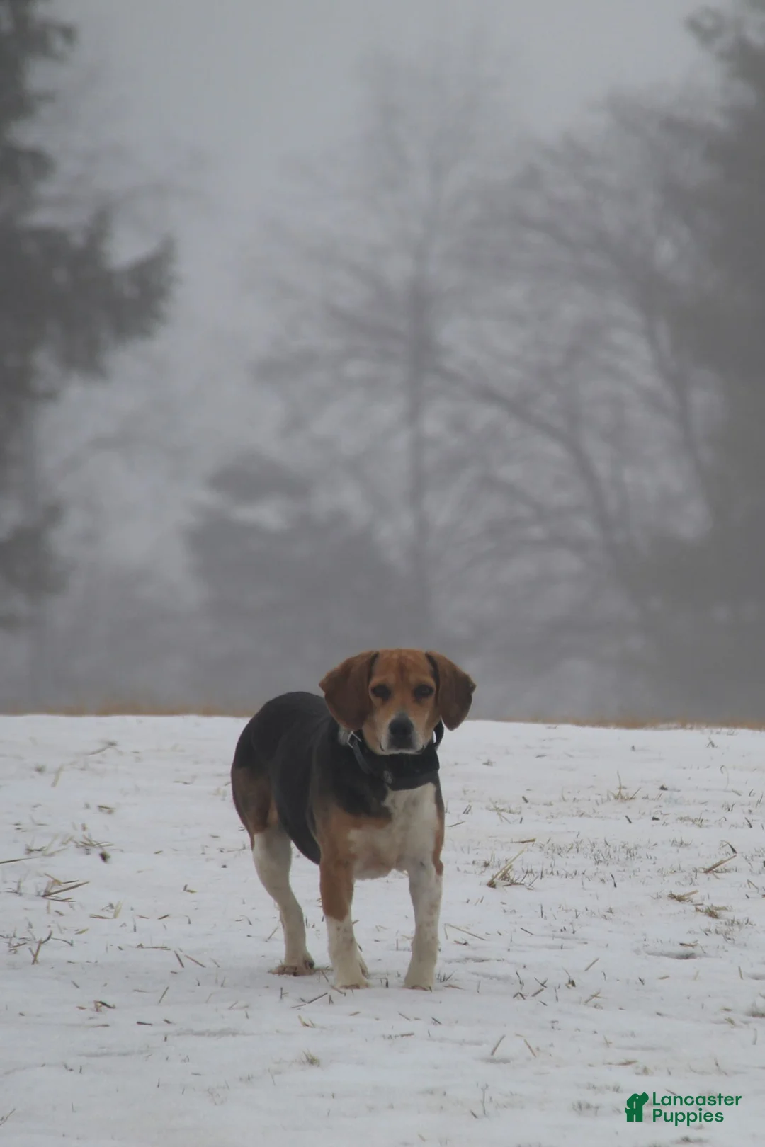 Puggle dogs for sale: Liberty - Ad 8